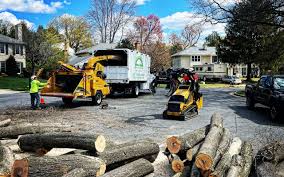 Professional Tree Services in Guthrie, OK