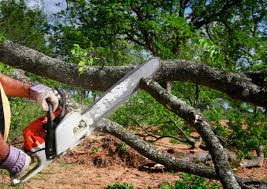 Best Tree Maintenance Programs  in Guthrie, OK