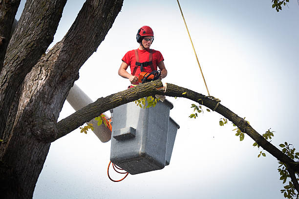 Best Storm Damage Tree Cleanup  in Guthrie, OK