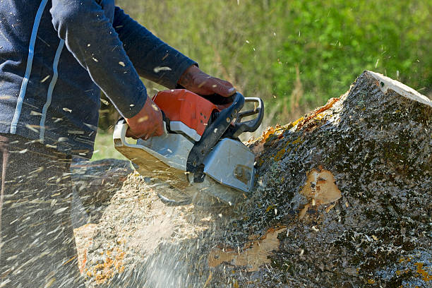 Best Tree Disease Treatment  in Guthrie, OK